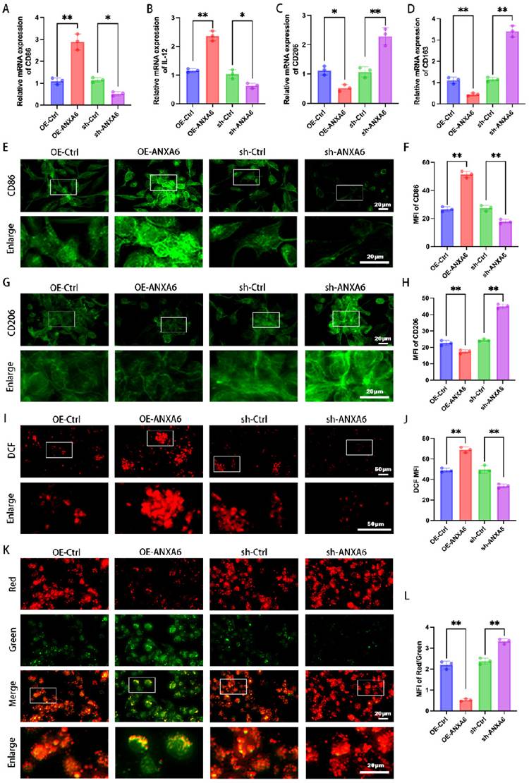 Int J Biol Sci Image