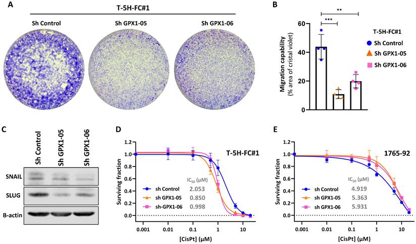 Int J Biol Sci Image