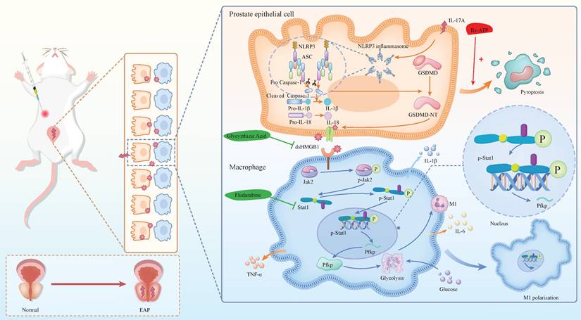 Int J Biol Sci Image