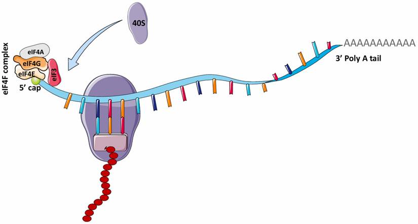Int J Biol Sci Image