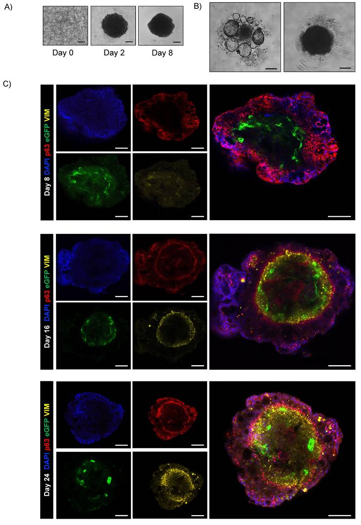 Int J Biol Sci Image
