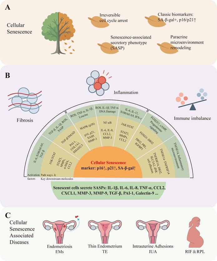 Int J Biol Sci Image