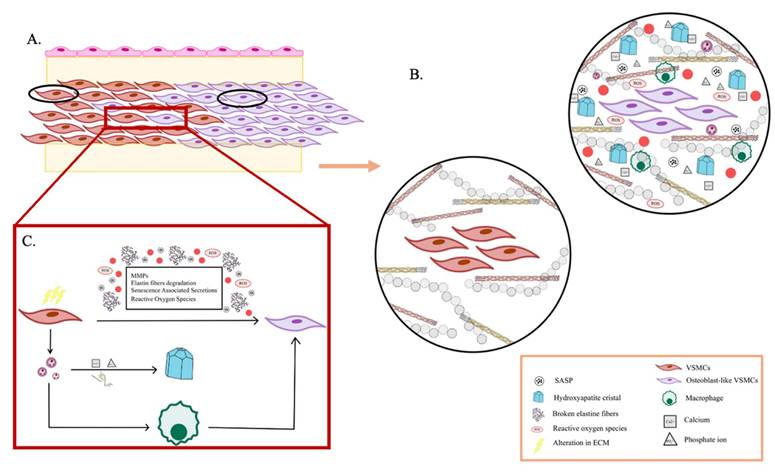 Int J Biol Sci Image