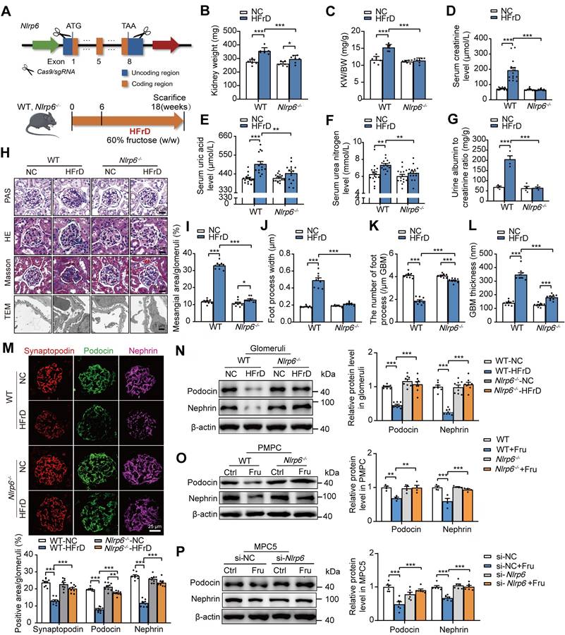 Int J Biol Sci Image