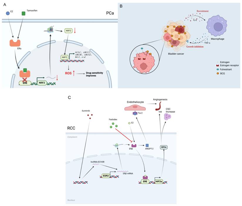 Int J Biol Sci Image