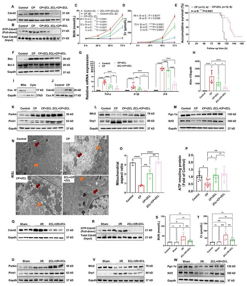 Int J Biol Sci Image