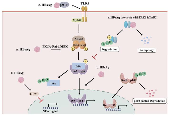 Int J Biol Sci Image