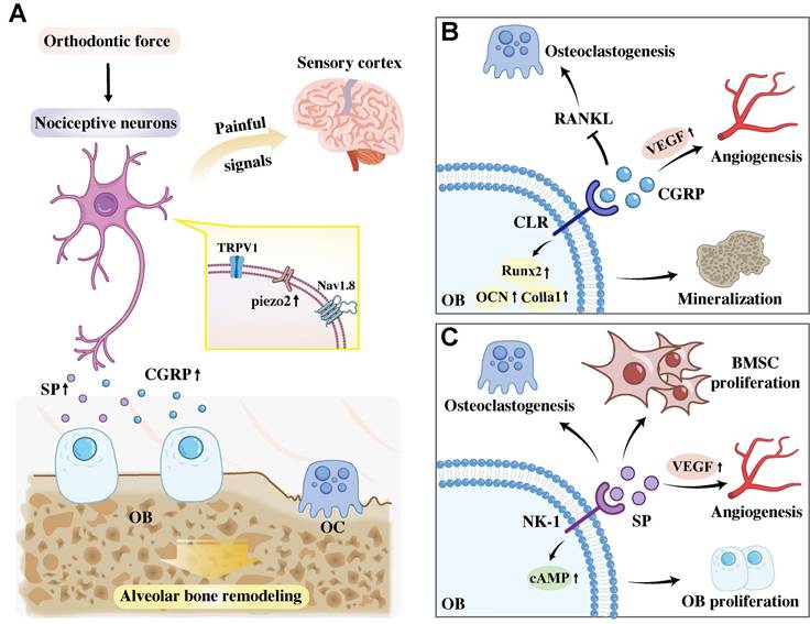 Int J Biol Sci Image