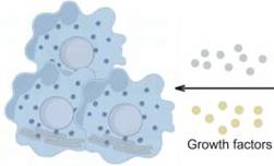 Int J Biol Sci inline graphic