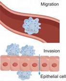 Int J Biol Sci inline graphic