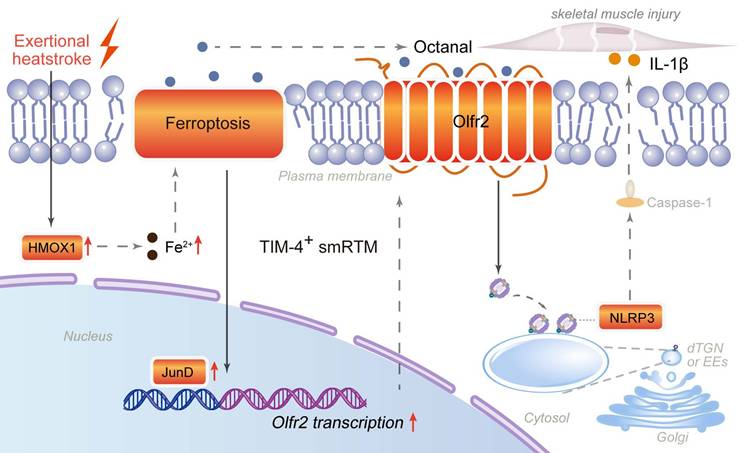Int J Biol Sci Image