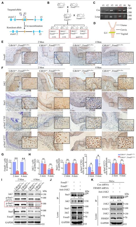 Int J Biol Sci Image