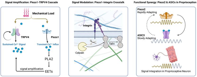 Int J Biol Sci Image