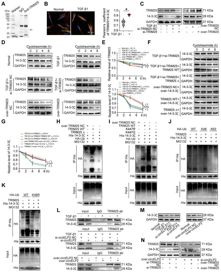Int J Biol Sci Image