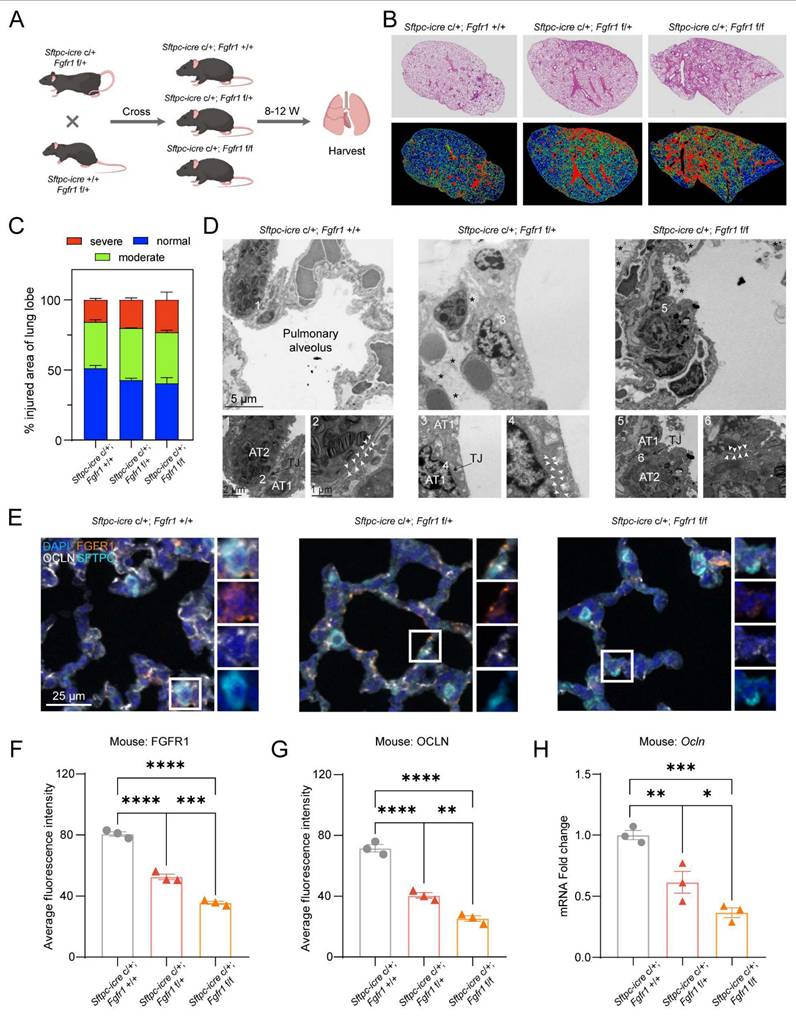 Int J Biol Sci Image