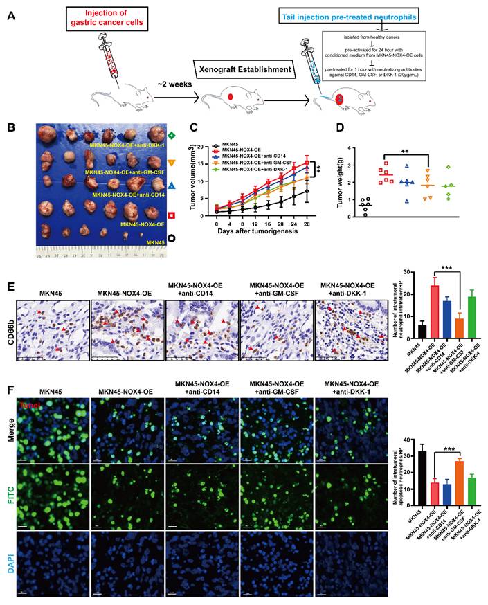 Int J Biol Sci Image