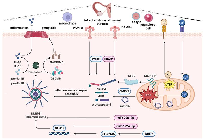 Int J Biol Sci Image