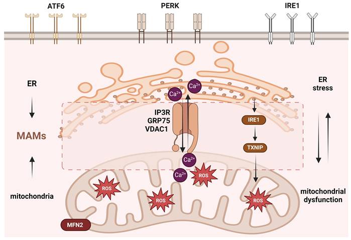Int J Biol Sci Image