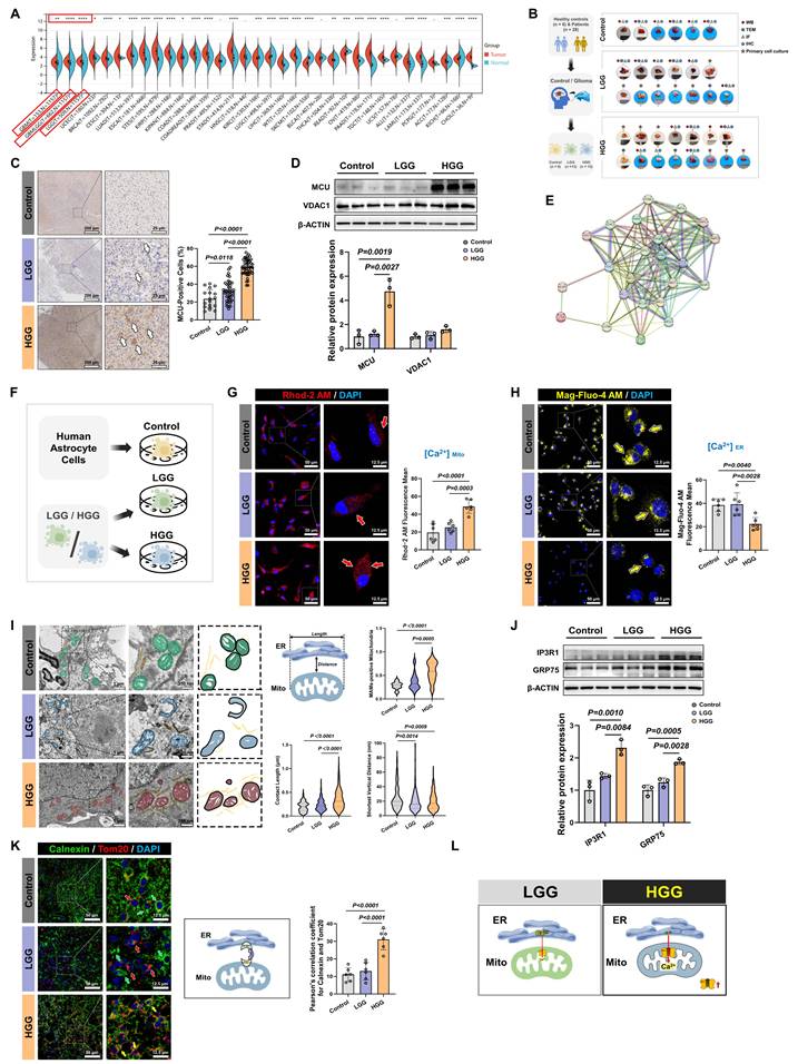 Int J Biol Sci Image