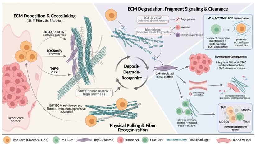 Int J Biol Sci Image
