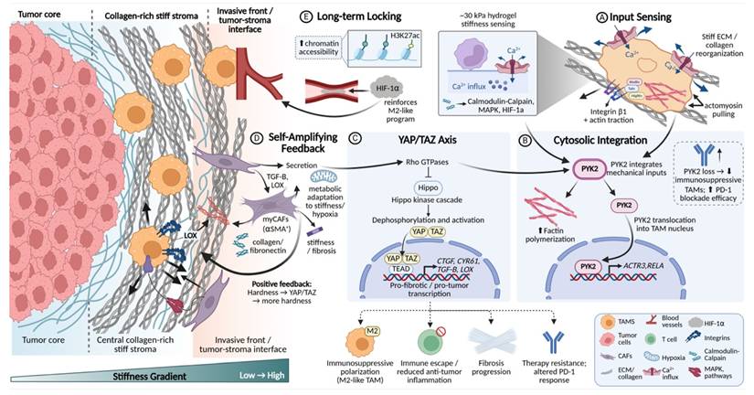 Int J Biol Sci Image
