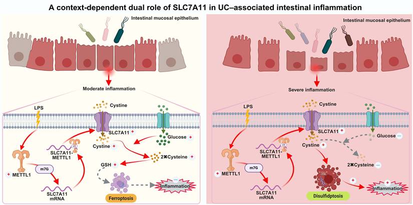 Int J Biol Sci Image
