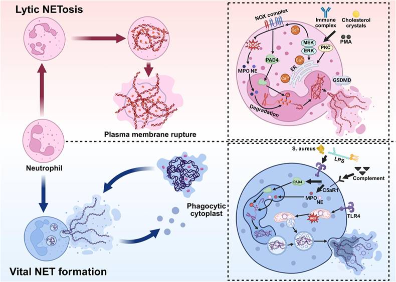 Int J Biol Sci Image