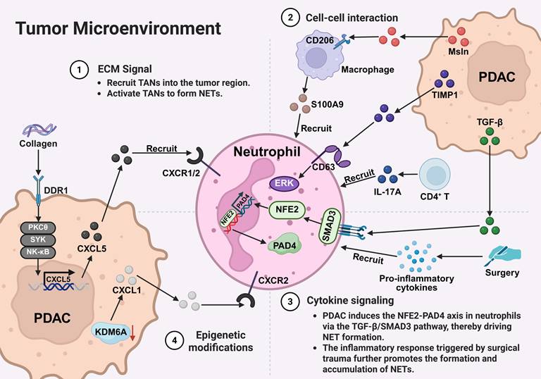 Int J Biol Sci Image