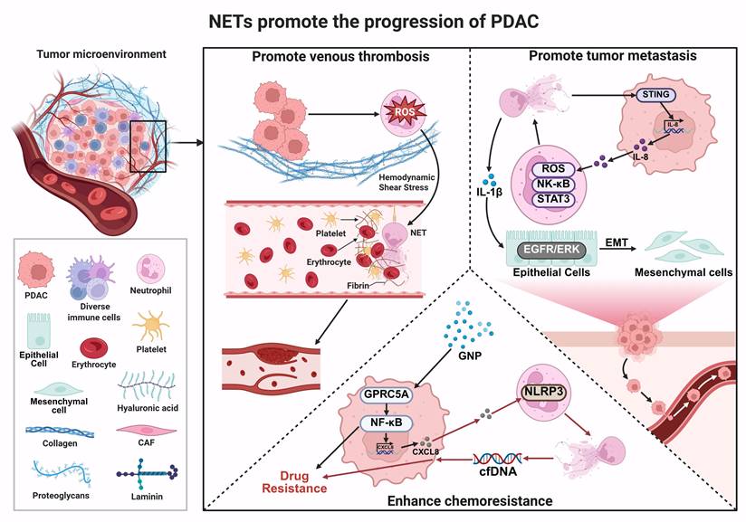 Int J Biol Sci Image
