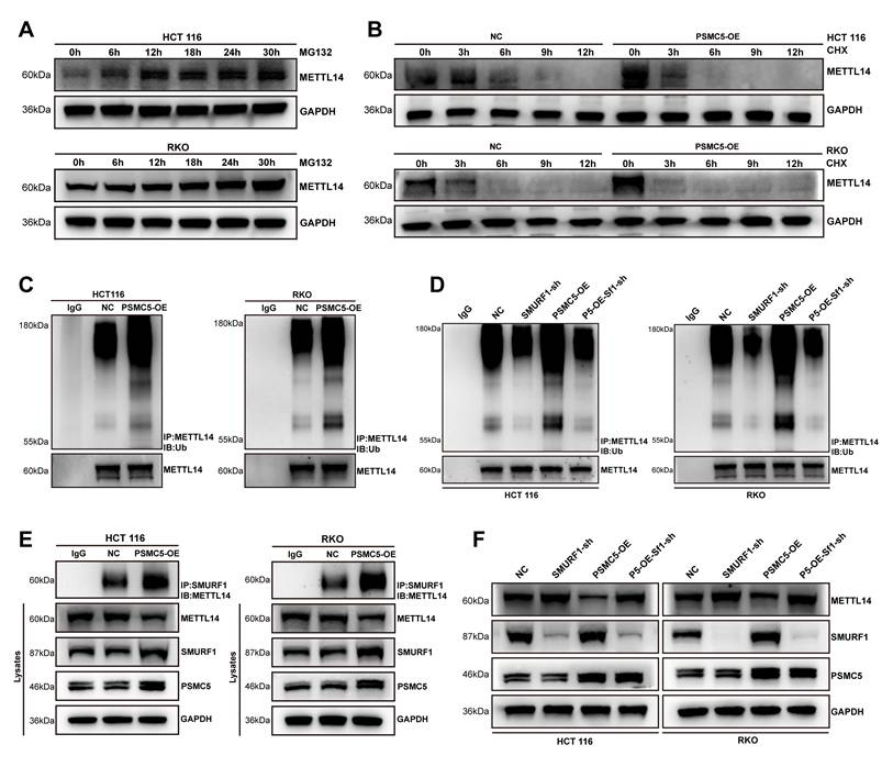 Int J Biol Sci Image