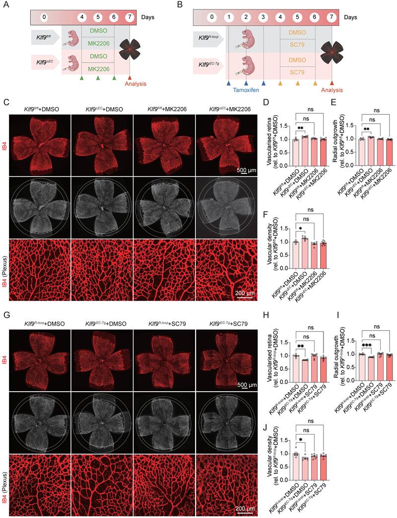 Int J Biol Sci Image