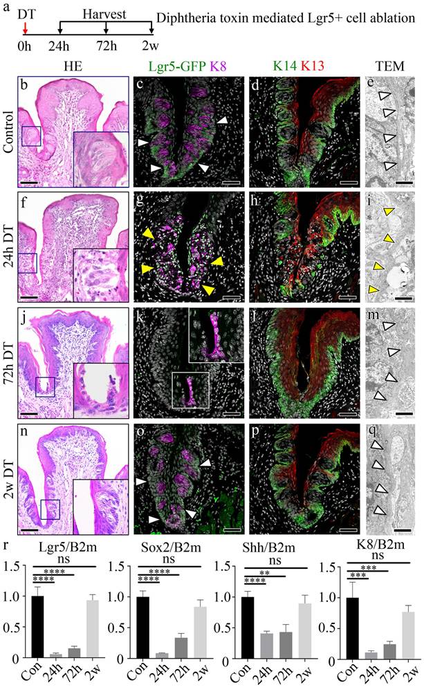 Int J Biol Sci Image