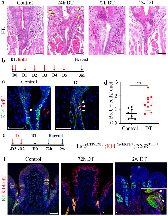Int J Biol Sci Image