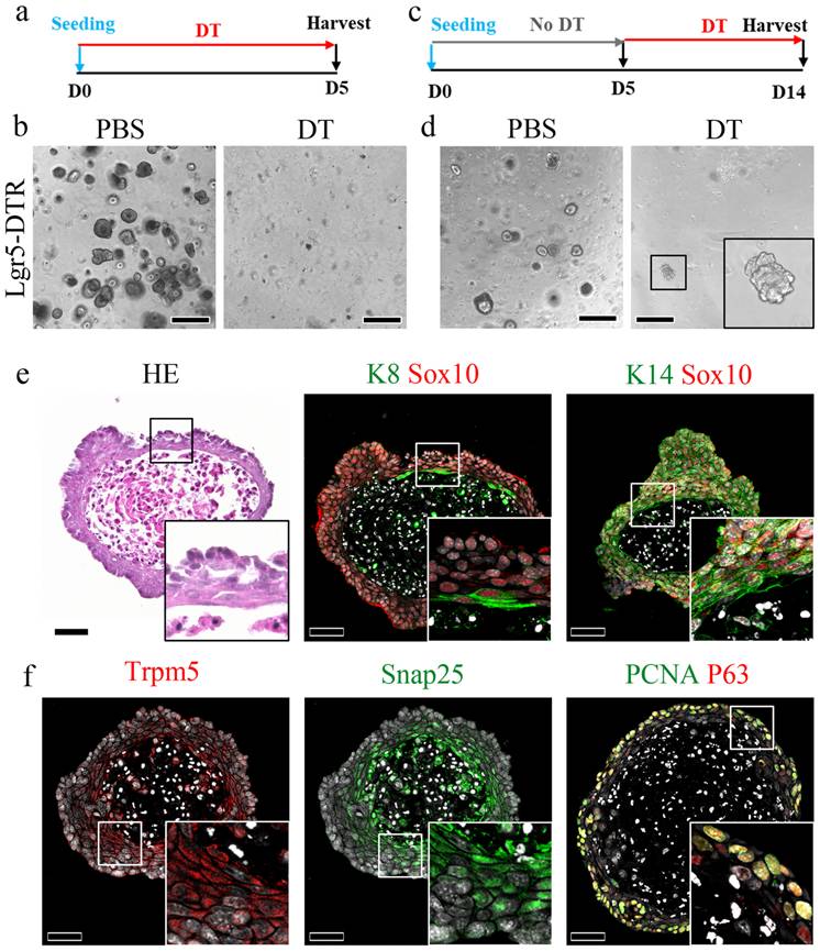 Int J Biol Sci Image