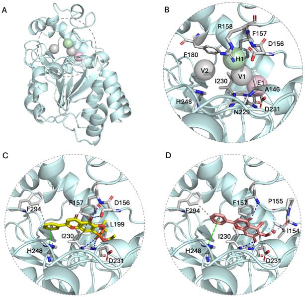 Int J Biol Sci Image