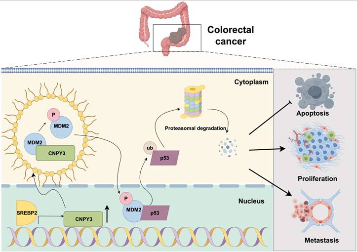 Int J Biol Sci Image