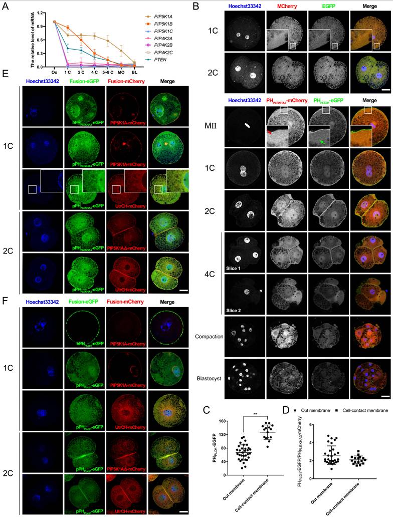 Int J Biol Sci Image