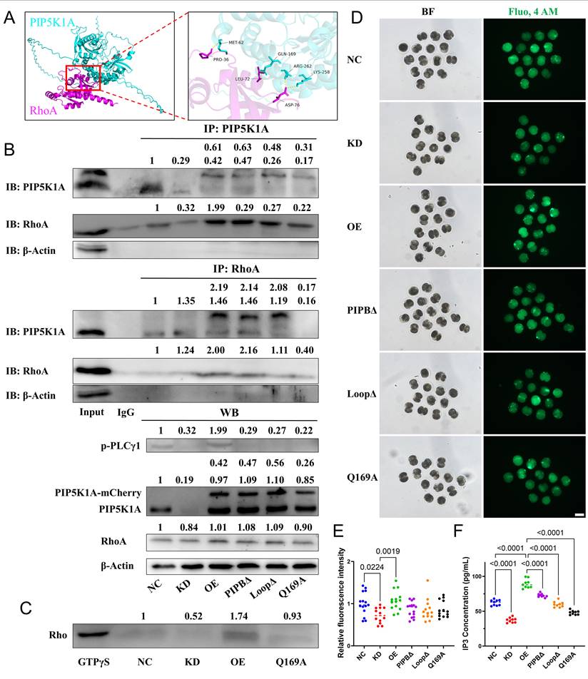 Int J Biol Sci Image