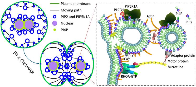 Int J Biol Sci Image