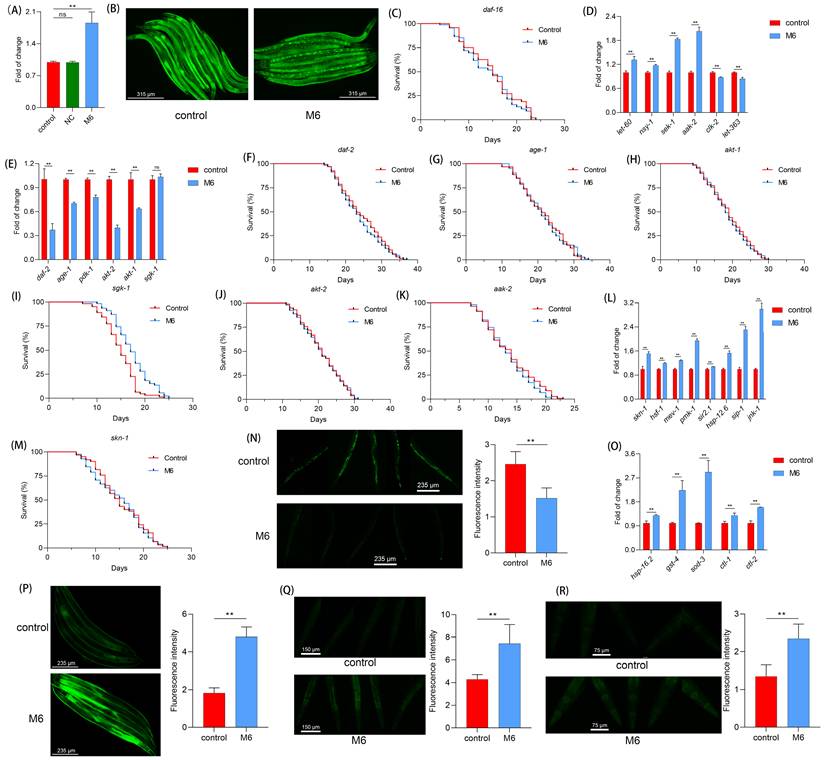 Int J Biol Sci Image