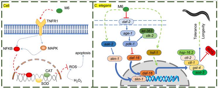 Int J Biol Sci Image