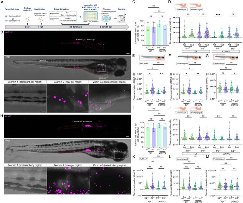Int J Biol Sci Image