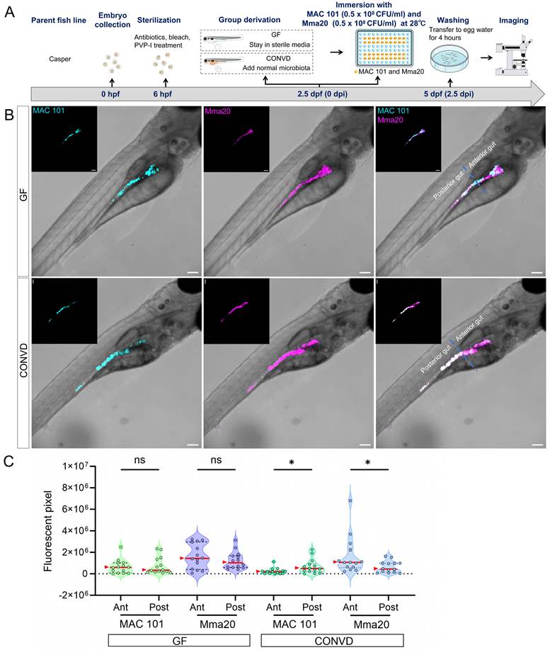 Int J Biol Sci Image