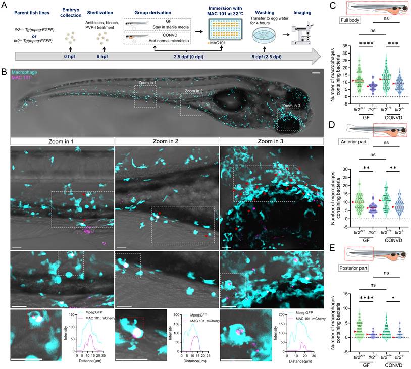 Int J Biol Sci Image