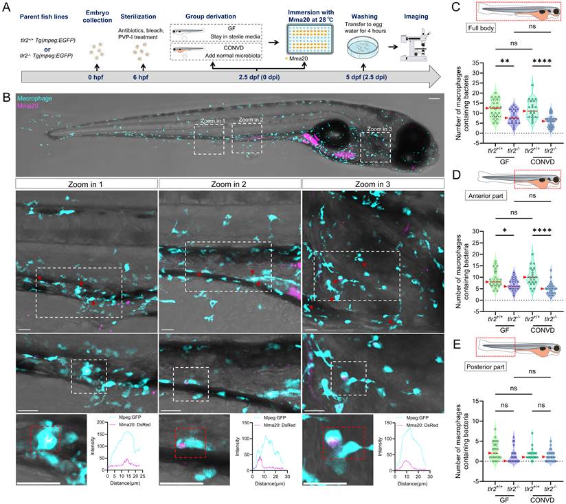 Int J Biol Sci Image