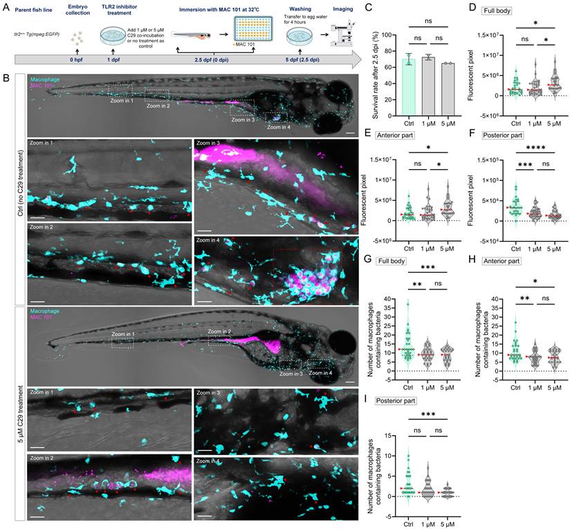 Int J Biol Sci Image