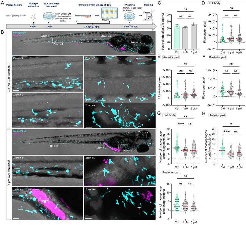 Int J Biol Sci Image