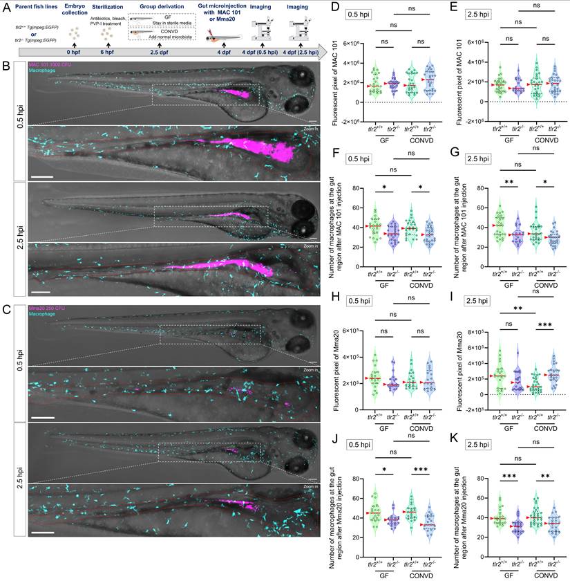 Int J Biol Sci Image