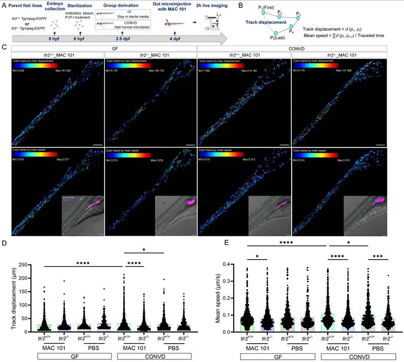 Int J Biol Sci Image