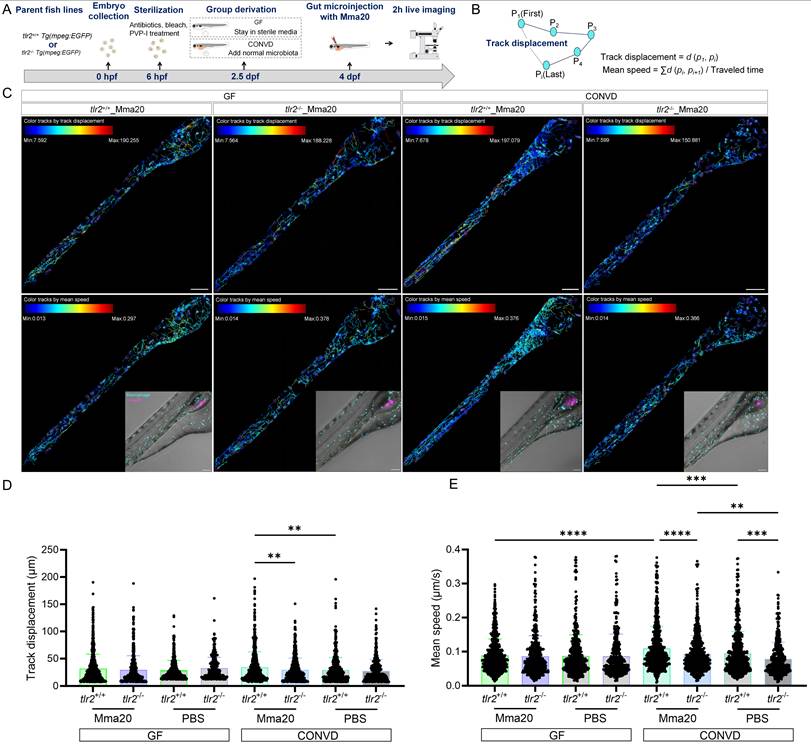 Int J Biol Sci Image